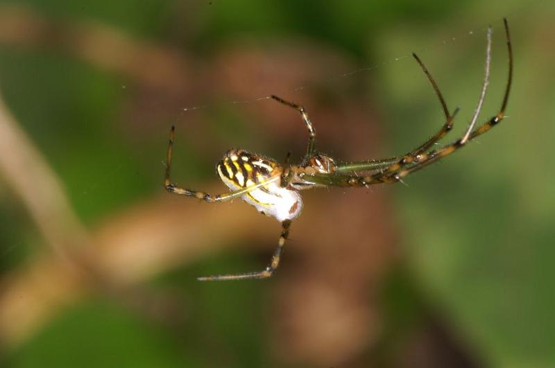 Leucage_granulata_D5294_Z_87_Milaa Milaa_Australie.jpg